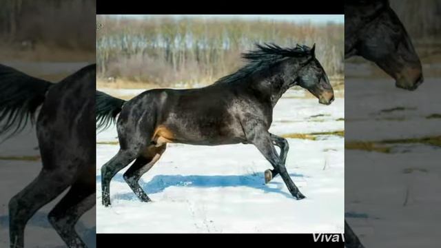 Лошади  порода  Индыш