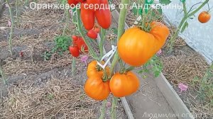Томат Оранжевое сердце от Анджелины