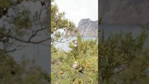 Куда поехать на выходные в Крыму? Тропа Галицына, Новый Свет.