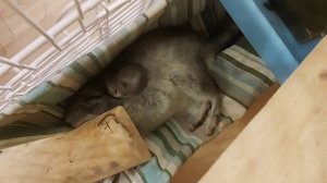 Шиншилла укладывается поудобнее
