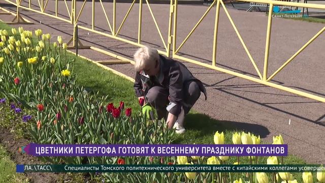 Цветники Петергофа готовят к весеннему празднику фонтанов