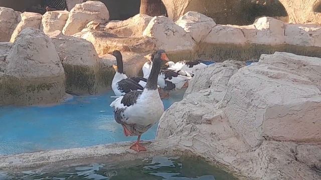 Животный мир отеля Armas Green Fugla Beach🦆 Гуси и утки смотреть онлайн