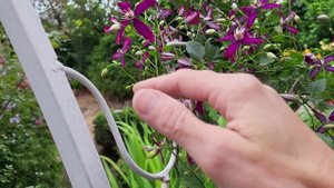 Обзор сада. Клематисы и гортензии.  9 августа.