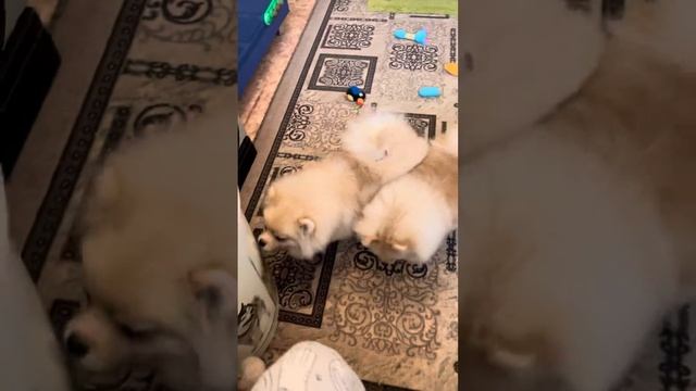 Девочки немецкий шпиц, можно спросить