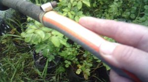 Полив роз ЗКС