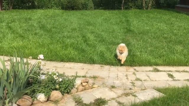 Милый Шпиц смотреть онлайн