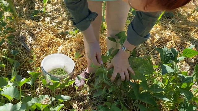 Перевалка саженцы клубники сорт ВЕБЕНИЛ смотреть онлайн