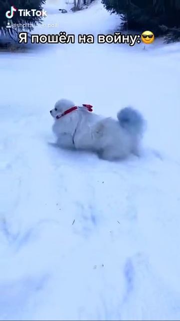 Шпиц Полли в снегу 🤣 смотреть онлайн