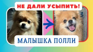 Малютка Полли спасена от усыпления!