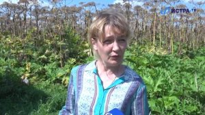 «Торнадо» против борщевика Сосновского