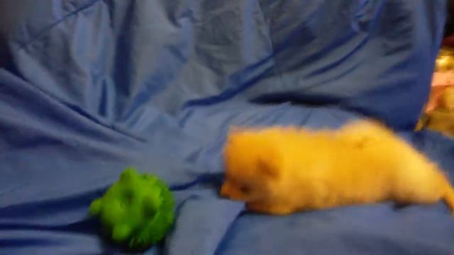 Померанский шпиц играется смотреть онлайн