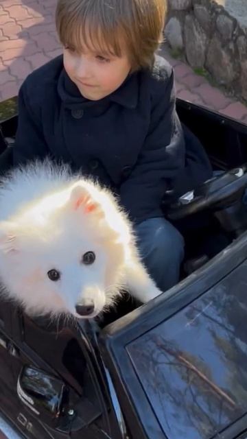 Японский Шпиц из питомника Доник Стайл - отличный штурман! смотреть онлайн