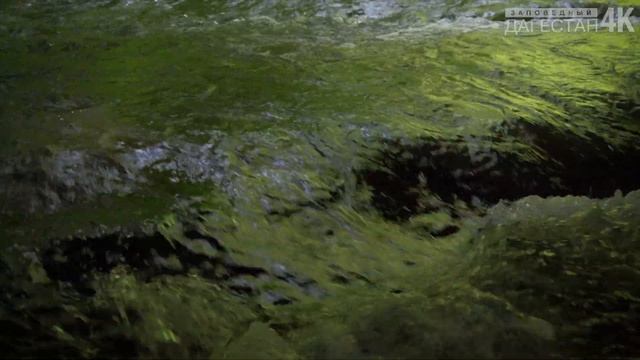 Самурский лес смотреть онлайн