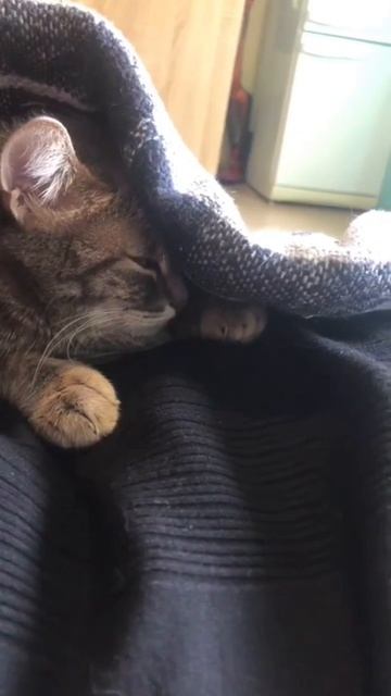 🐾  Очередное стихотворение: «Кот свернулся буквой О»