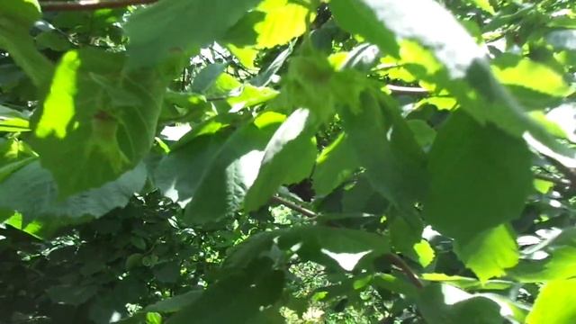 САД без химикатов: виноград, кизил, фундук, груша ... Ч.1. смотреть онлайн