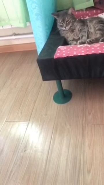 🐾  Ну и взгляд 😅