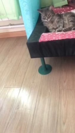 🐾  Ну и взгляд 😅
