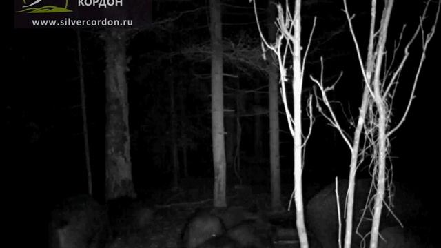 Фотоловушка BG-520SM смотреть онлайн