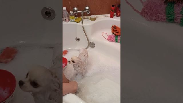 купание шпица смотреть онлайн