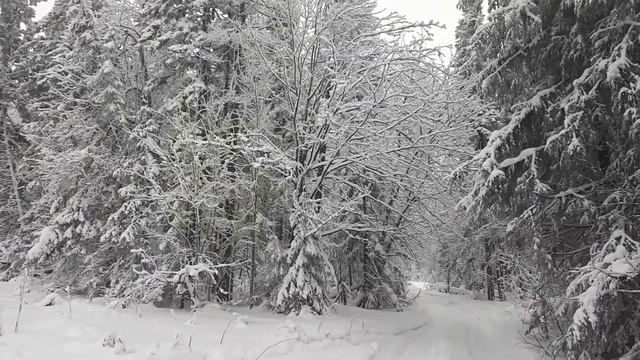 20201226 полянка по пути на Шунут