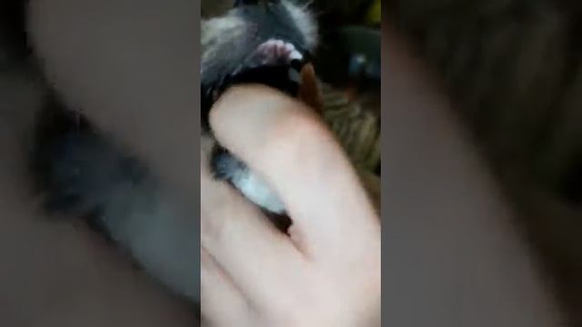 КСПС КУПА Владивосток. Немецкий Шпиц ,осмотр)