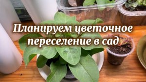 Планируем цветочное переселение в сад