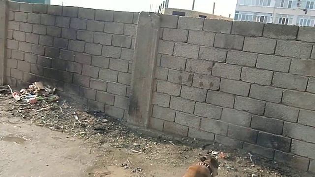 забор предодоления высоты смотреть онлайн