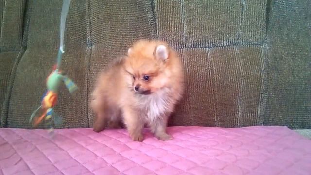 Шпиц смотреть онлайн