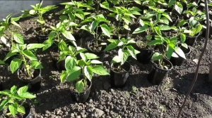 Рассаде перцев два месяца