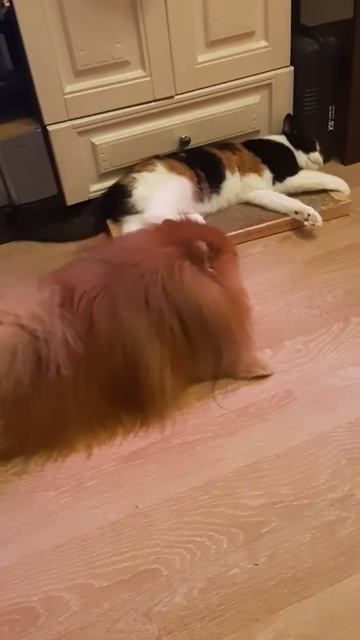 Вечер обеспечен. Шпиц