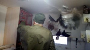 Николаевские голуби Санкт-Петербурга!