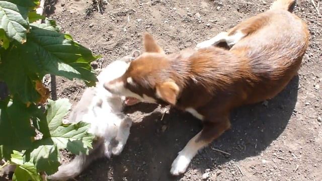 Сушилка для фруктов и овощей имеет брак. смотреть онлайн