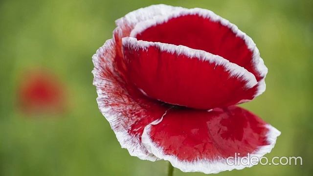 Жанна Бичевская - Маки (cover) смотреть онлайн