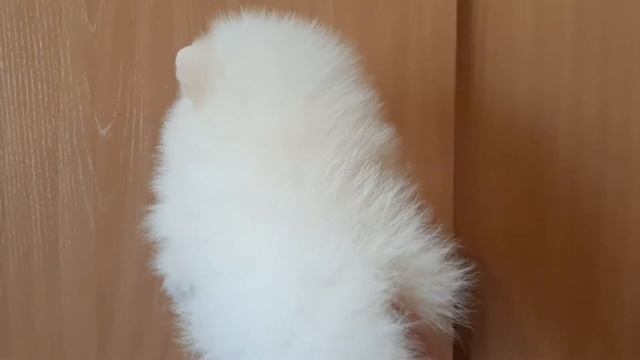 Кремовый шпиц