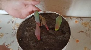 Как вырастить тюльпаны на подоконнике