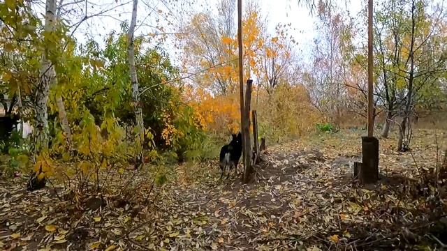 Славянск. 12 ноября 2024г. Утро. смотреть онлайн