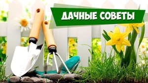 Дачные советы от ДеДа-Хабара