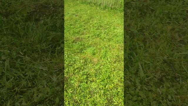 Куда деваю скошенную траву? Кошечка Лапа, гуси, куры.