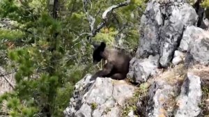 В Приморье впервые засняли на видео выход гималайских медвежат из зимней спячки