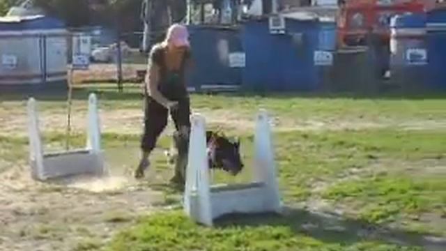 флайбол катя и квинт смотреть онлайн