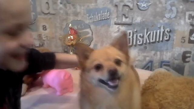 Игра с шпицам и игрушками