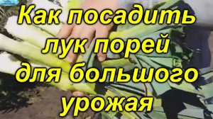 🌱 Лук-порей:  мощный урожая с одного посева!