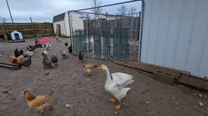 МОЯ МЕЧТА СЕГОДНЯ ОСУЩЕСТВИЛАСЬ ,РАСПАКОВКА. ХУТОР В США,  Сельчанка в Америке 👩🌾!