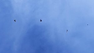 15.05.2025г Подъём Голубей после Воронежа.