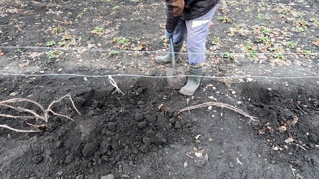 Спасаю свой сад и виноград от апрельских весенних зам?