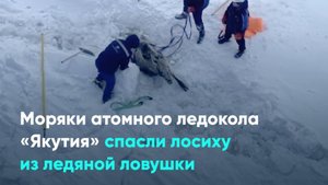 Моряки атомного ледокола «Якутия» спасли лосиху из ледяной ловушки