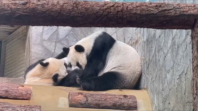 Поцелуй панды Катюши 😘 Московский зоопарк🐘🐼 смотреть онлайн