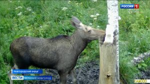 ГТРК СЛАВИЯ Новгородский округ охотники подкормка животных 16.05.25
