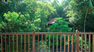 Окно в джунгли Шри-Ланки.