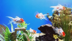 Аквариум, золотые рыбки // Футаж